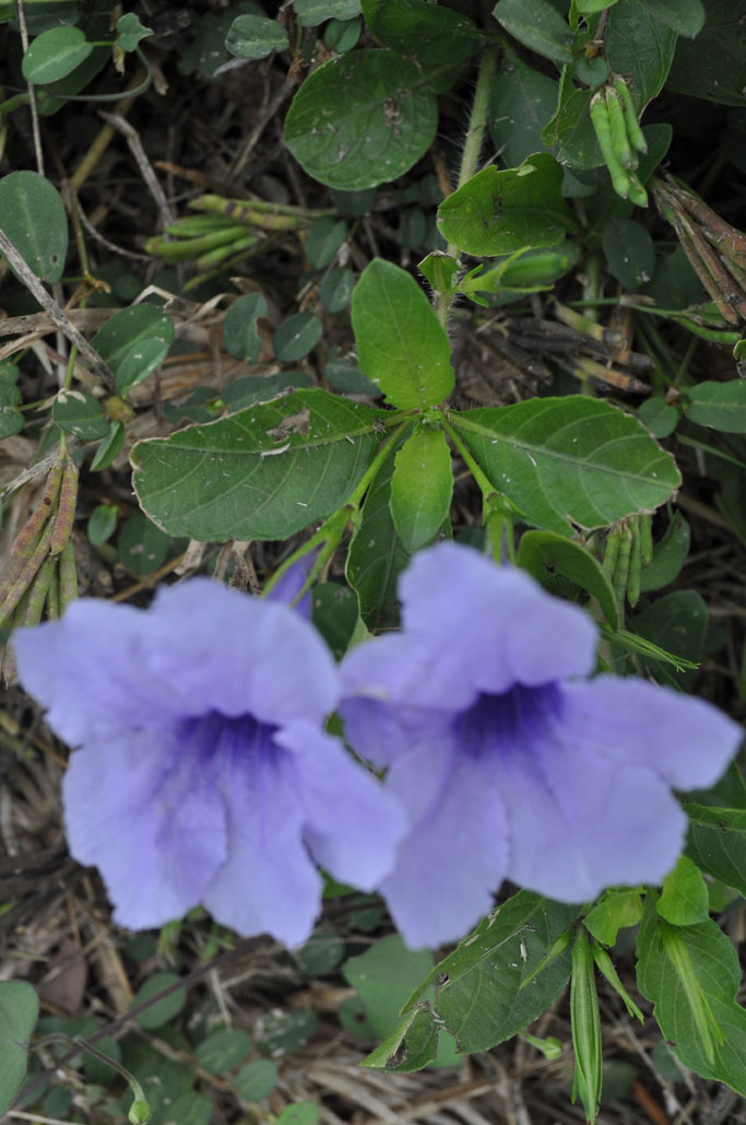 Ruellia tuberose